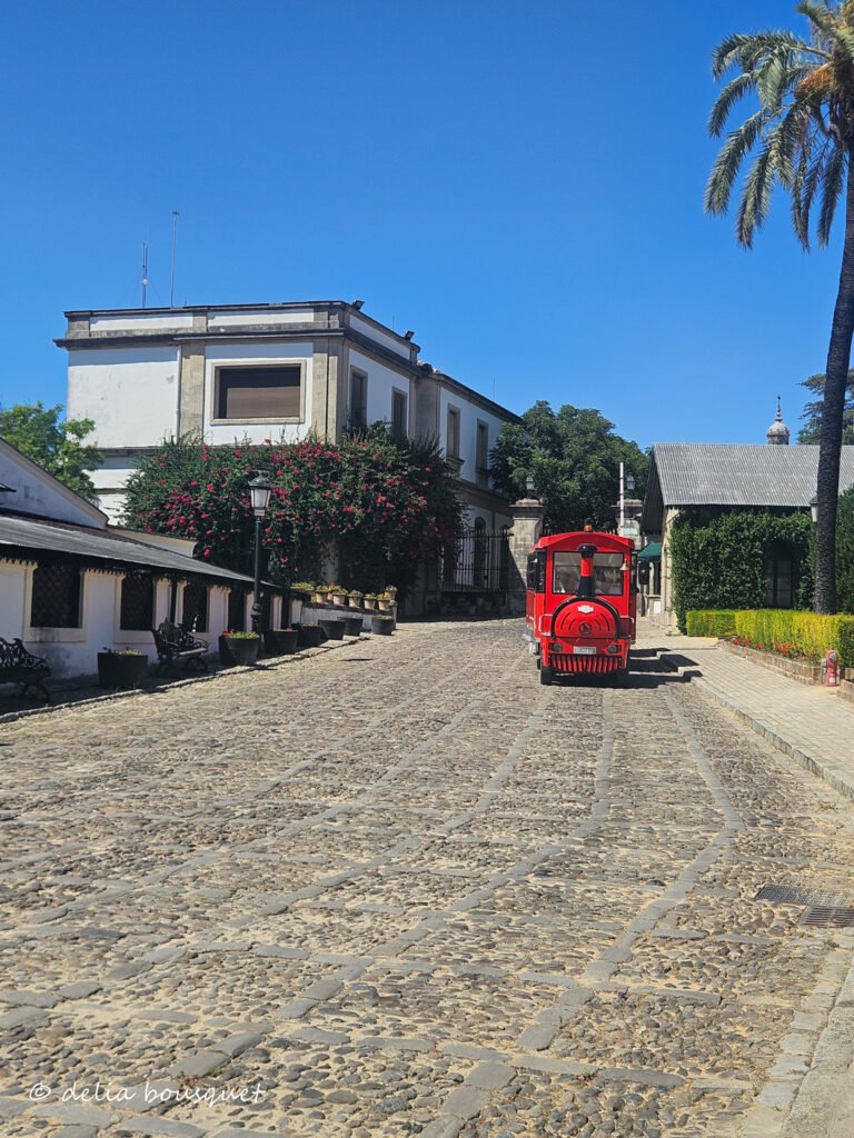 The train